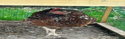 Chickens poultry for sale: Hybrid Hens - Advert 10
