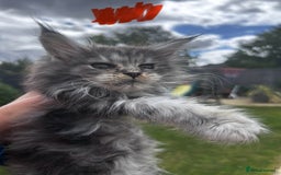 Maine Coon cats for sale: Maine coon kittens  - Image 18