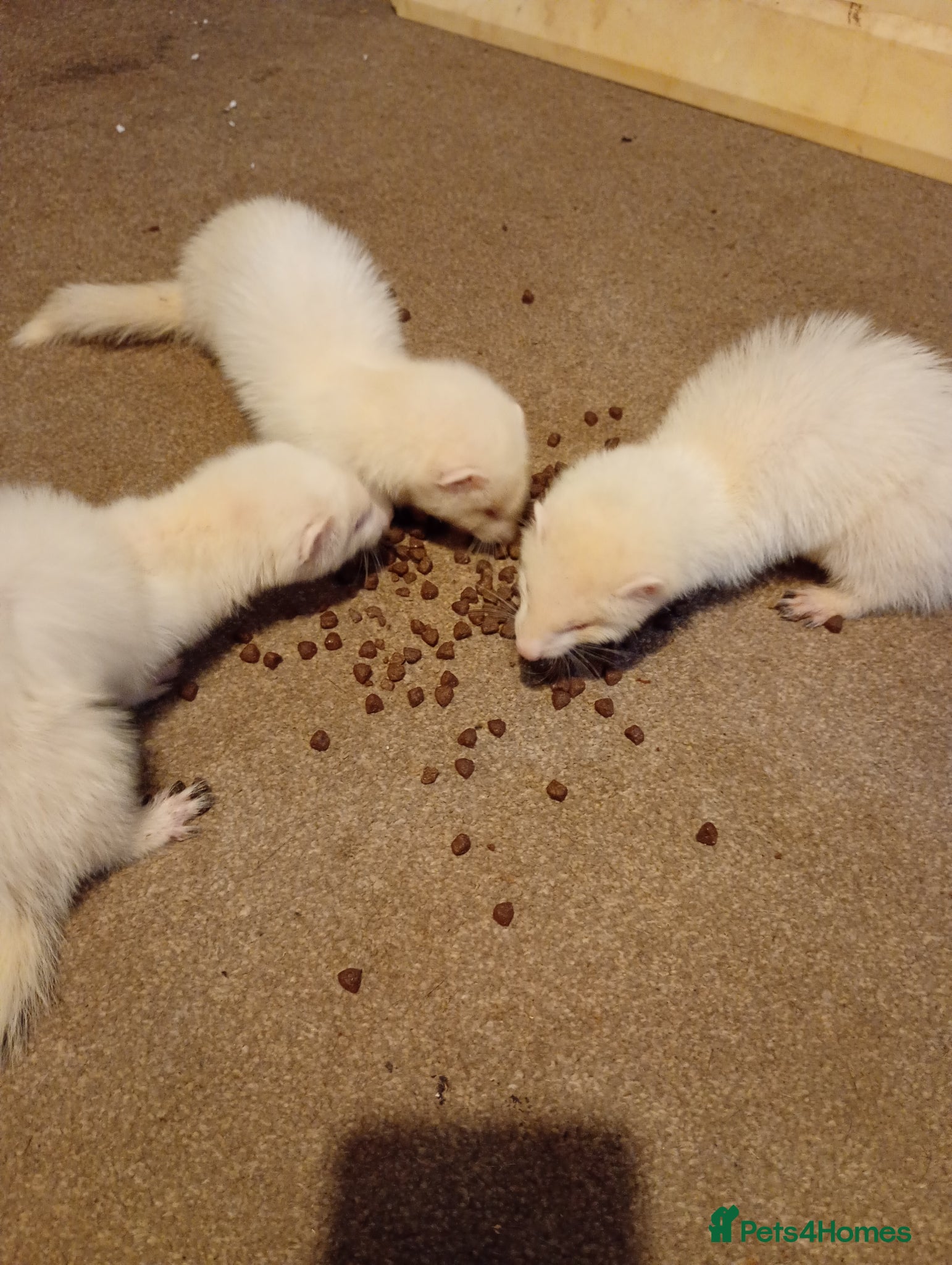 Ferret rodents for sale: Kits  - Advert 4