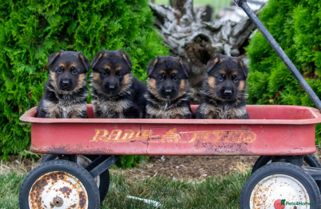 German Shepherd dogs for sale: Kc reg, health test parents german shepherds pups - Image 11