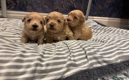 Maltipoo dogs for sale: Beautiful Maltipoo puppies for sale - Image 2