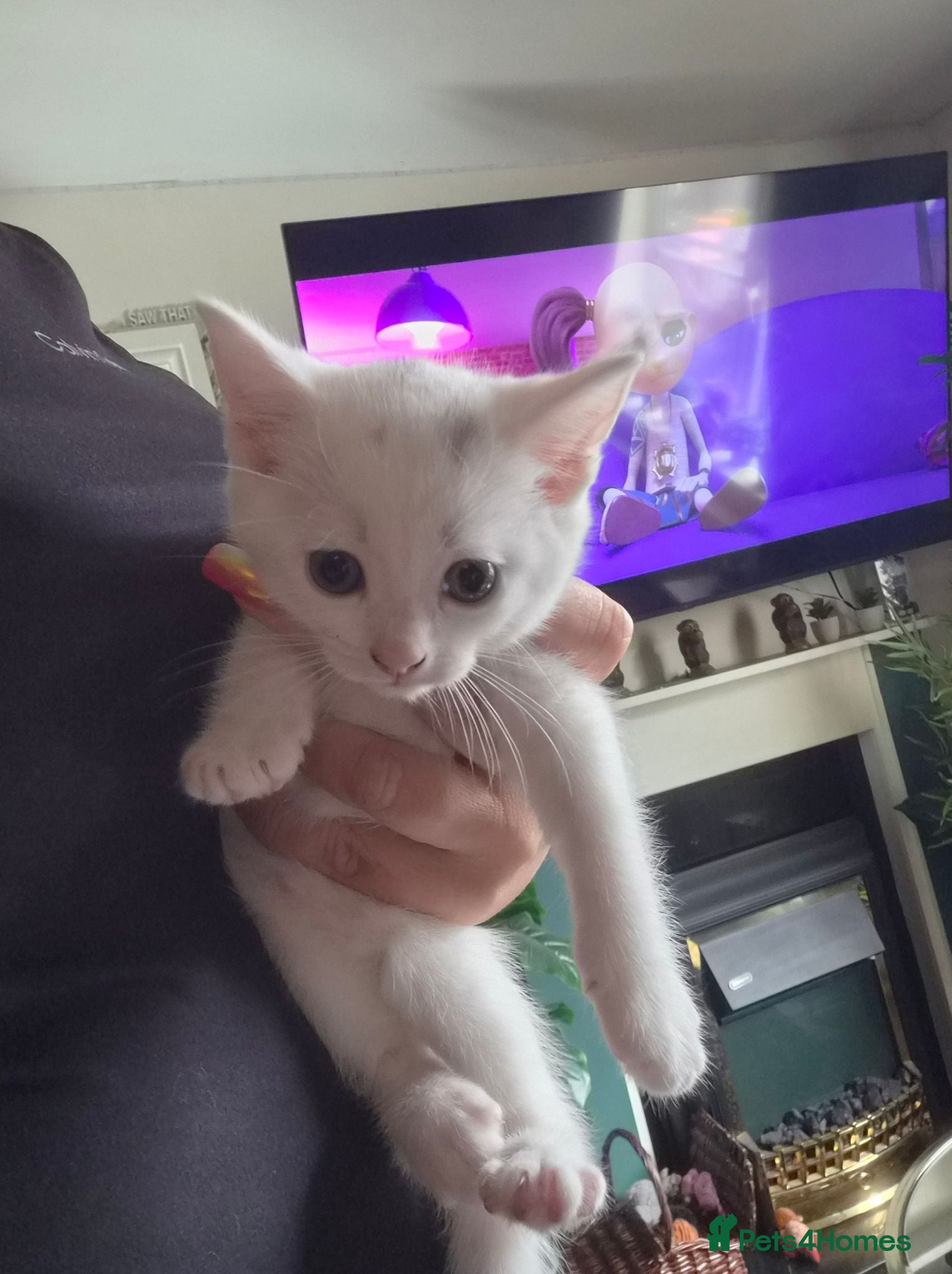 Mixed Breed cats 3 white kittens - Advert 1