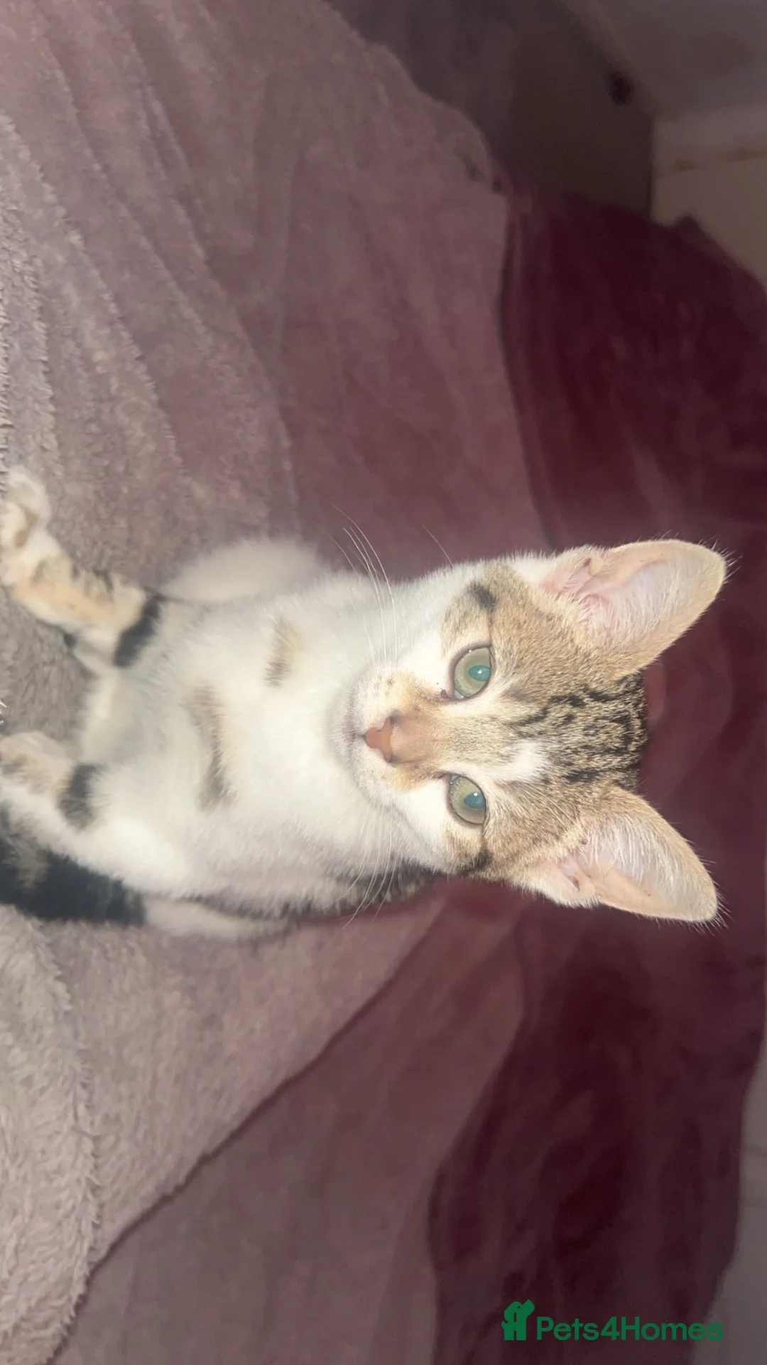 Mixed Breed cats for sale: Tabby kitten Ready to collect  - Advert 7
