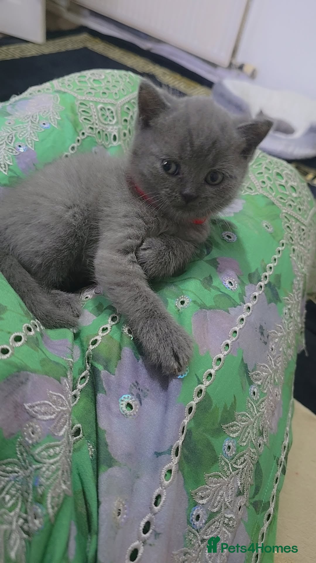 British Shorthair cats for sale: British shorthair  - Image 2