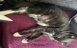 Mixed Breed cats for sale: Kitten  - Image 4