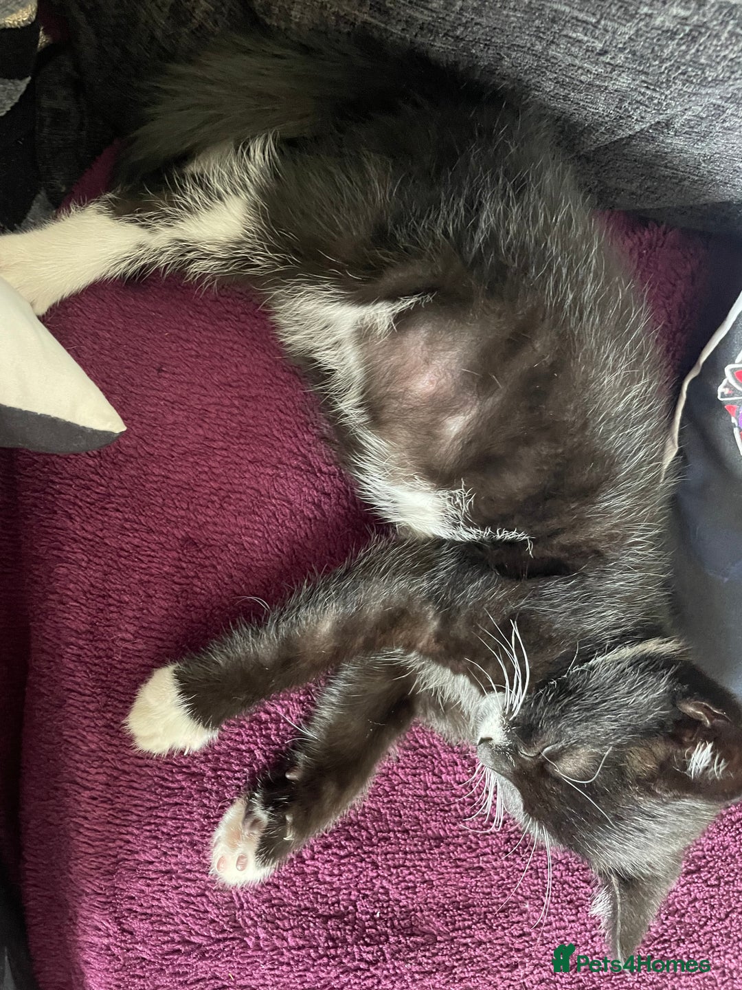Mixed Breed cats for sale: Kitten  - Image 4