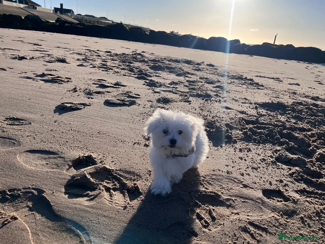 Maltese dogs for sale: ADORABLE TOY MALTESE PUPPIES 3 GIRLS & 2 BOYS 🐾 - Advert 2
