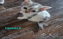 Mixed Breed cats for sale: 3 Beautiful Tabby/Russian Blue kittens - Image 13