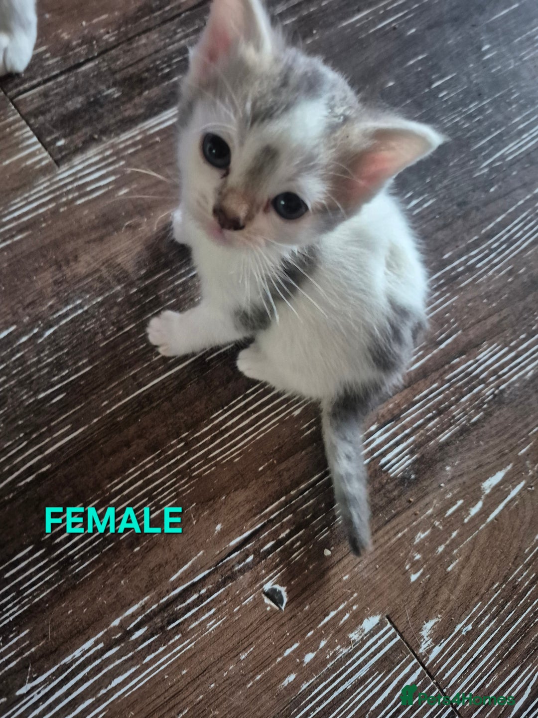 Mixed Breed cats for sale: 3 Beautiful Tabby/Russian Blue kittens - Image 13