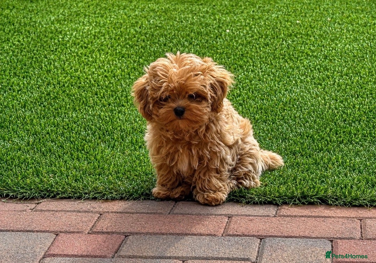 Maltipoo dogs Ready Now ! Asian Maltipoo. DNA tested parents. - Advert 1