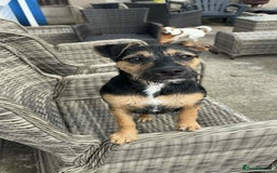 Mixed Breed dogs for sale: Mixed terrier  - Image 1