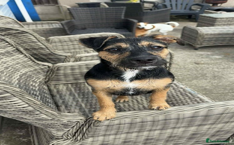 Mixed Breed dogs - Advert 2