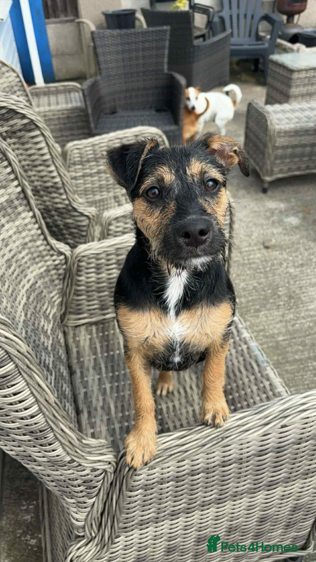 Mixed Breed dogs for sale: Mixed terrier  - Image 1