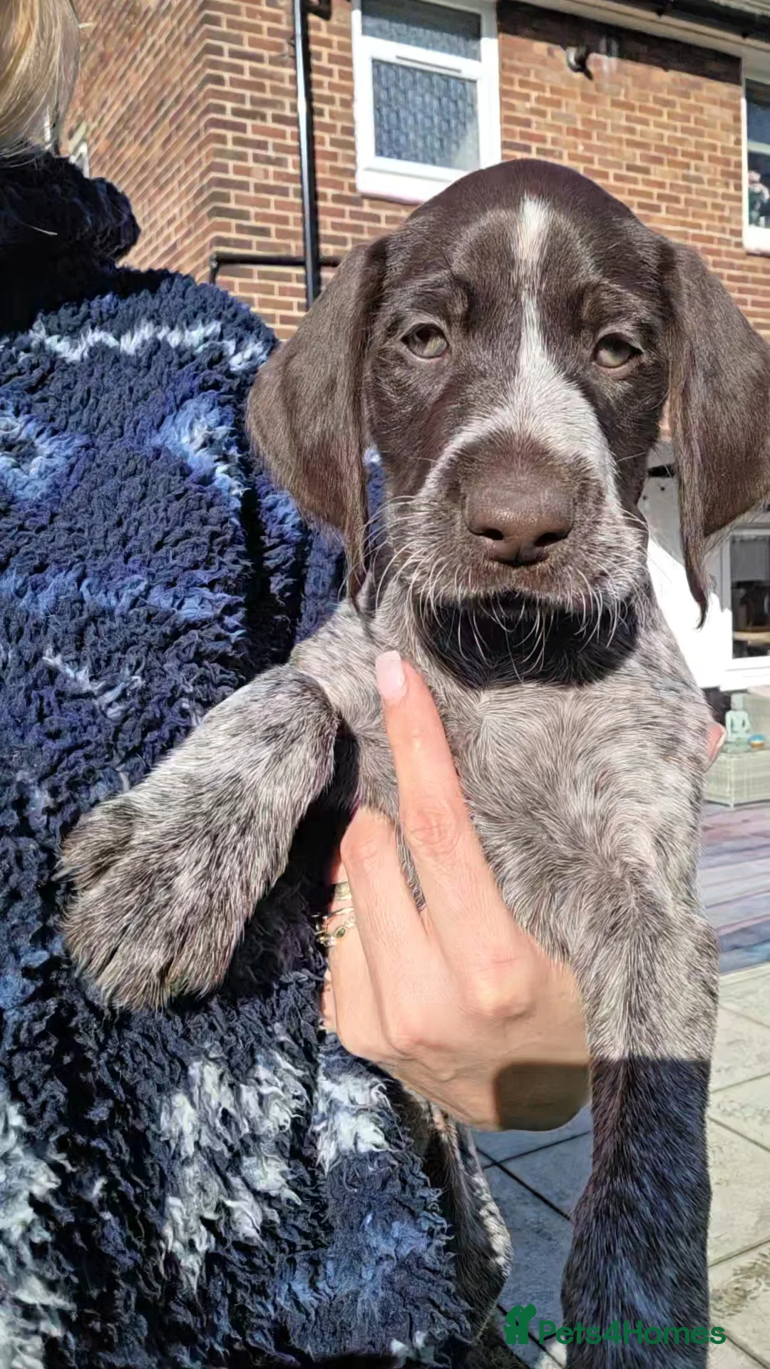 German Wirehaired Pointer dogs for sale: German Pointer GWP Puppies not GSP - Advert 2
