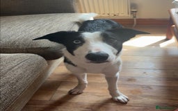 Border Collie dogs for sale: 10 month Female Border Collie - Image 1
