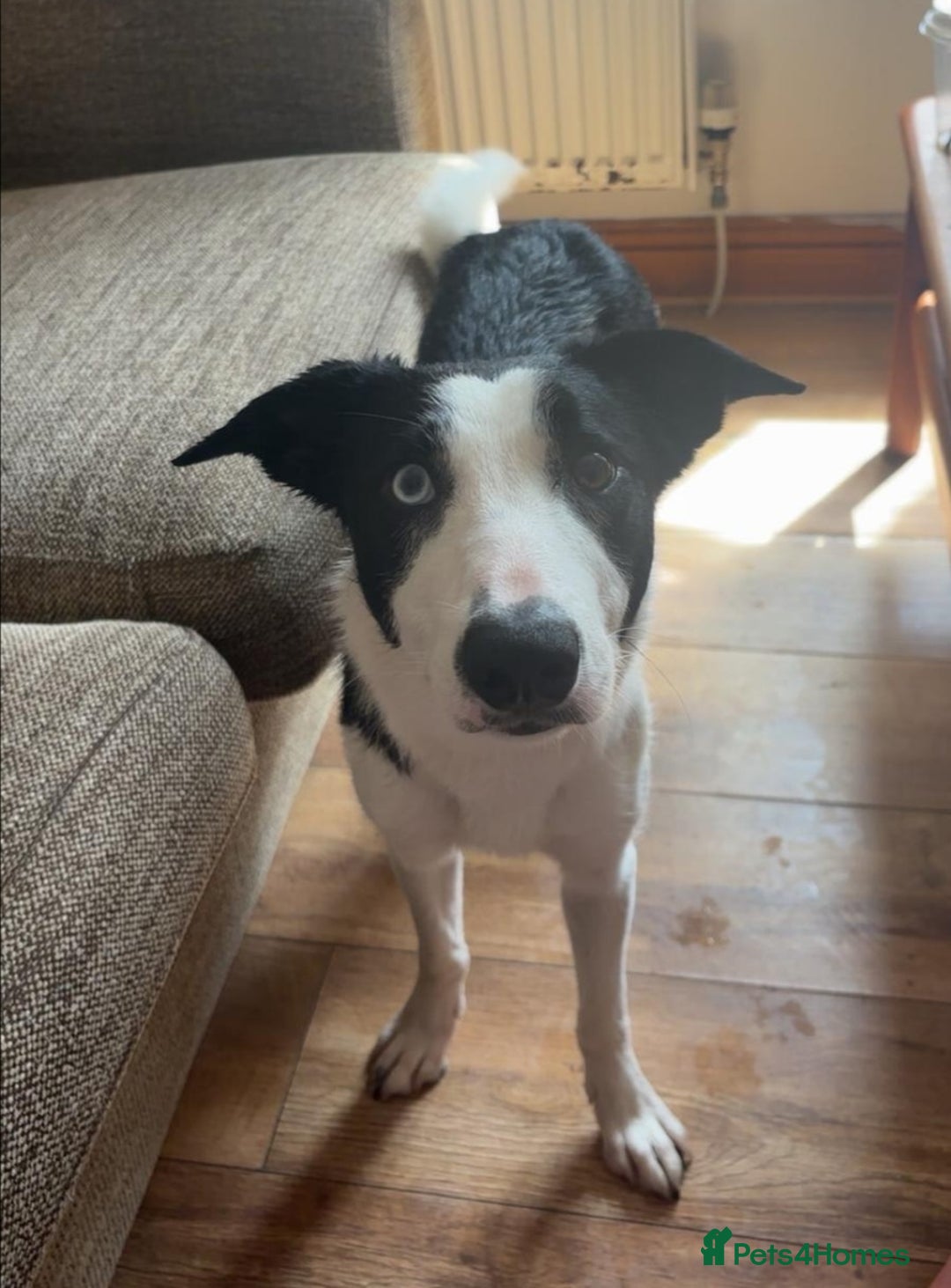 Border Collie dogs for sale: 10 month Female Border Collie - Image 1