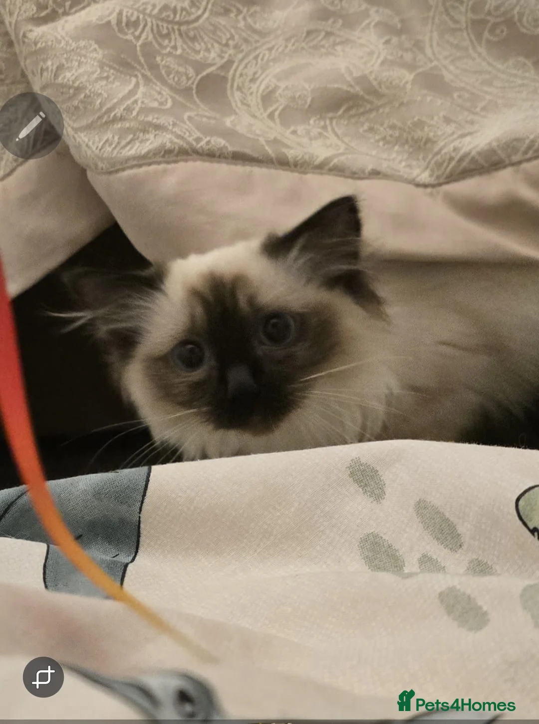 Ragdoll cats for sale: Ragdoll - Advert 9