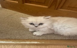 Persian cats for sale: 2 beautiful  persian pedigree chinchilla kittens - Image 7