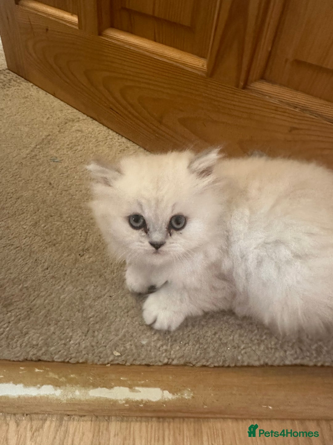 Persian cats for sale: 2 beautiful  persian pedigree chinchilla kittens - Image 7
