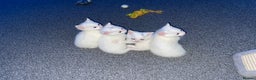 Domestic Shorthair cats for sale: 3 boys 1 girl white kittens  - Advert 6