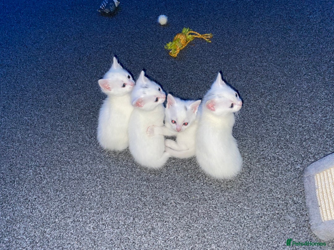 Domestic Shorthair cats for sale: 3 boys 1 girl white kittens  - Advert 6