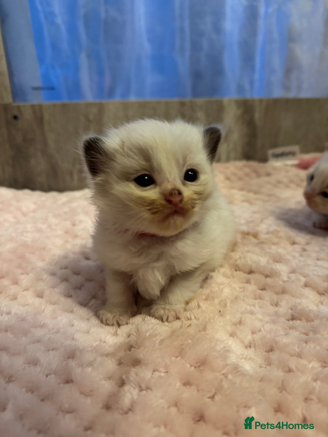 Ragdoll cats for sale: Beautiful Ragdoll Kittens  - Image 23