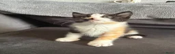 Domestic Shorthair cats for sale: 4 Adorable Domestic Shorthair Kittens - Advert 33