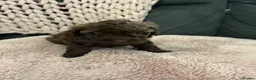 Toy Poodle dogs for sale: Amazing toy poodle puppies  - Advert 6