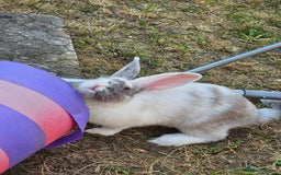 Harlequin rabbits for sale: 4 Gorgeous Harlequin bunnies looking for a 🏡  - Image 14
