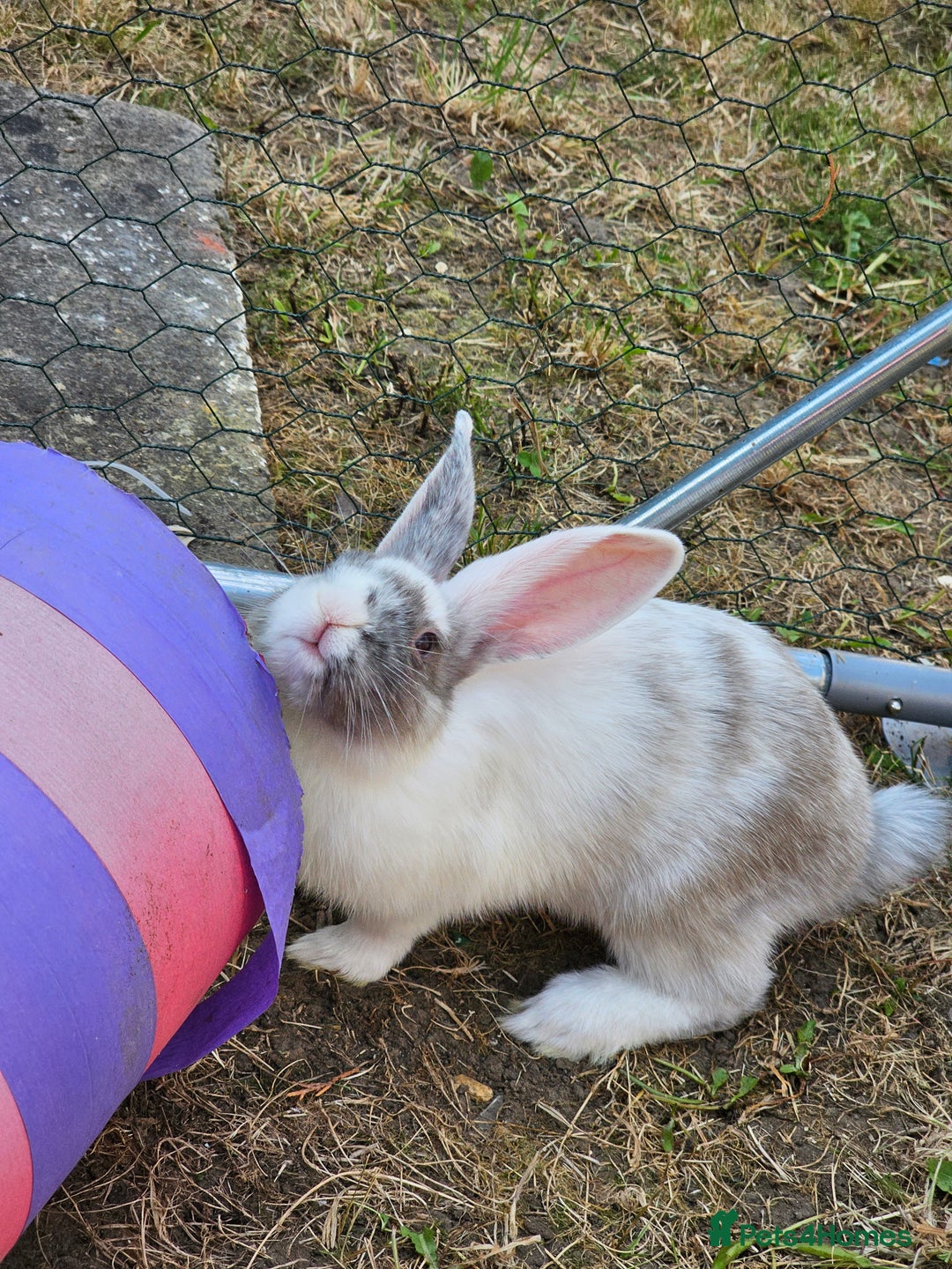 Harlequin rabbits for sale: 4 Gorgeous Harlequin bunnies looking for a 🏡  - Image 14