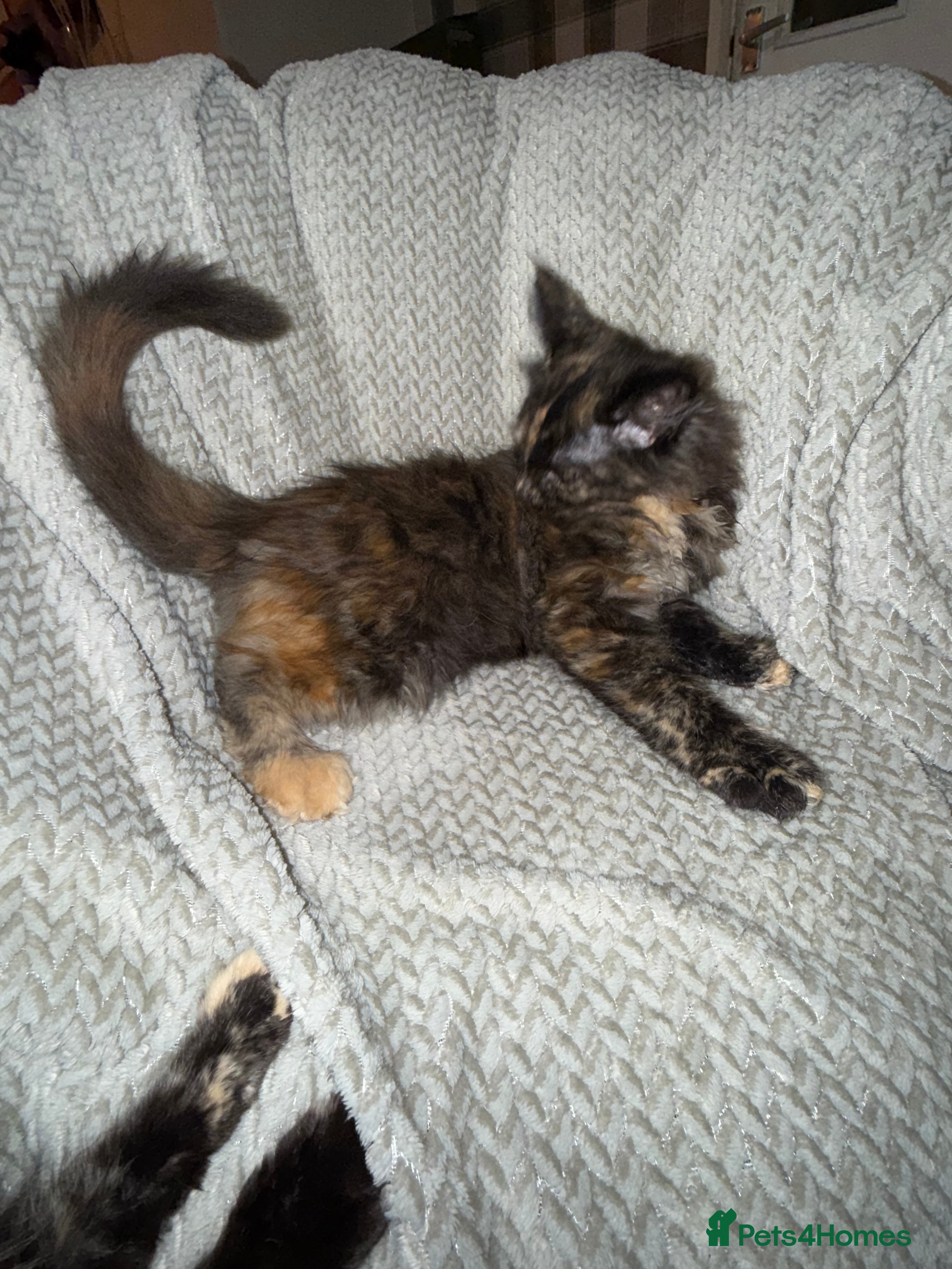 Maine Coon cats Beautiful XL Maine Coon Kittens - Advert 5