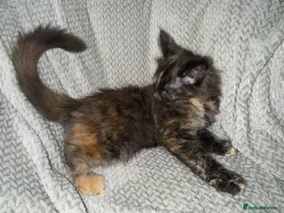 Maine Coon cats Beautiful XL Maine Coon Kittens - Advert 5