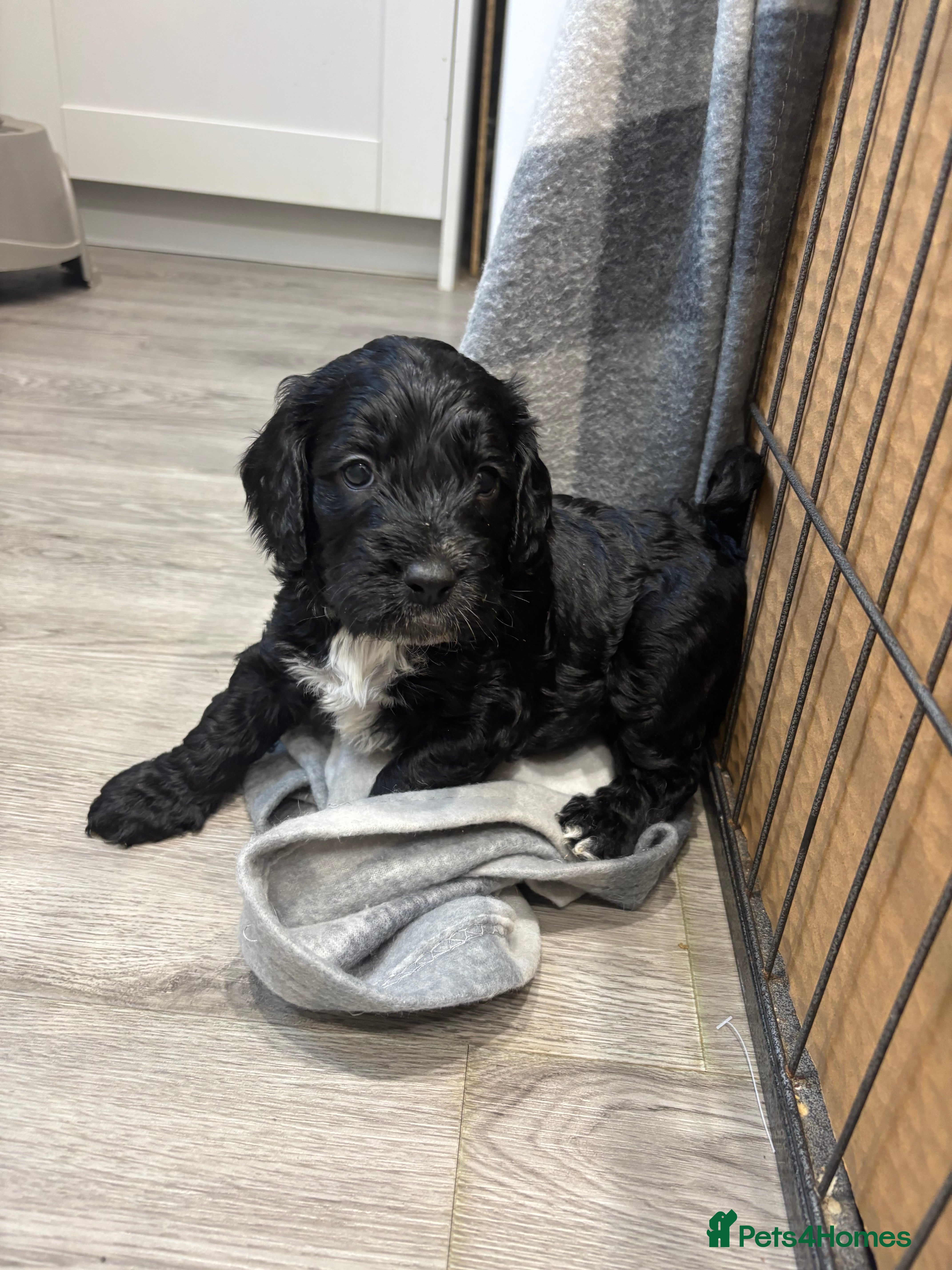 Cockapoo dogs Cockapoo puppies - Advert 15