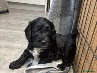 Cockapoo dogs Cockapoo puppies - Advert 11