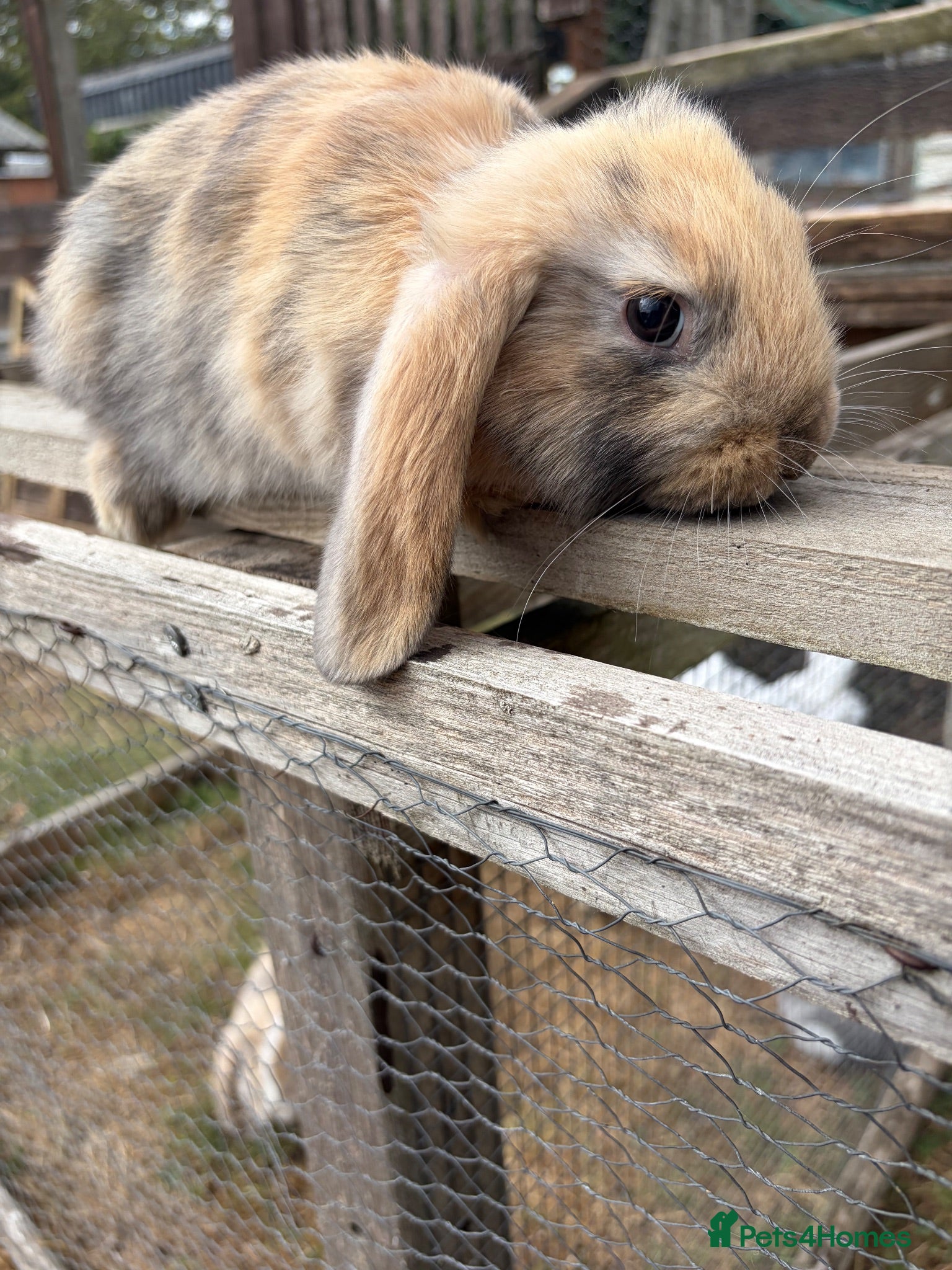 Mini Lop rabbits 4 beautiful mini lops  - Advert 2