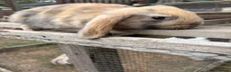 Mini Lop rabbits for sale: 5 beautiful mini lops  - Advert 2