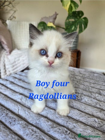 Ragdoll cats - Advert 1