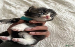 Maine Coon cats for sale: Adorable Kittens  - Image 8