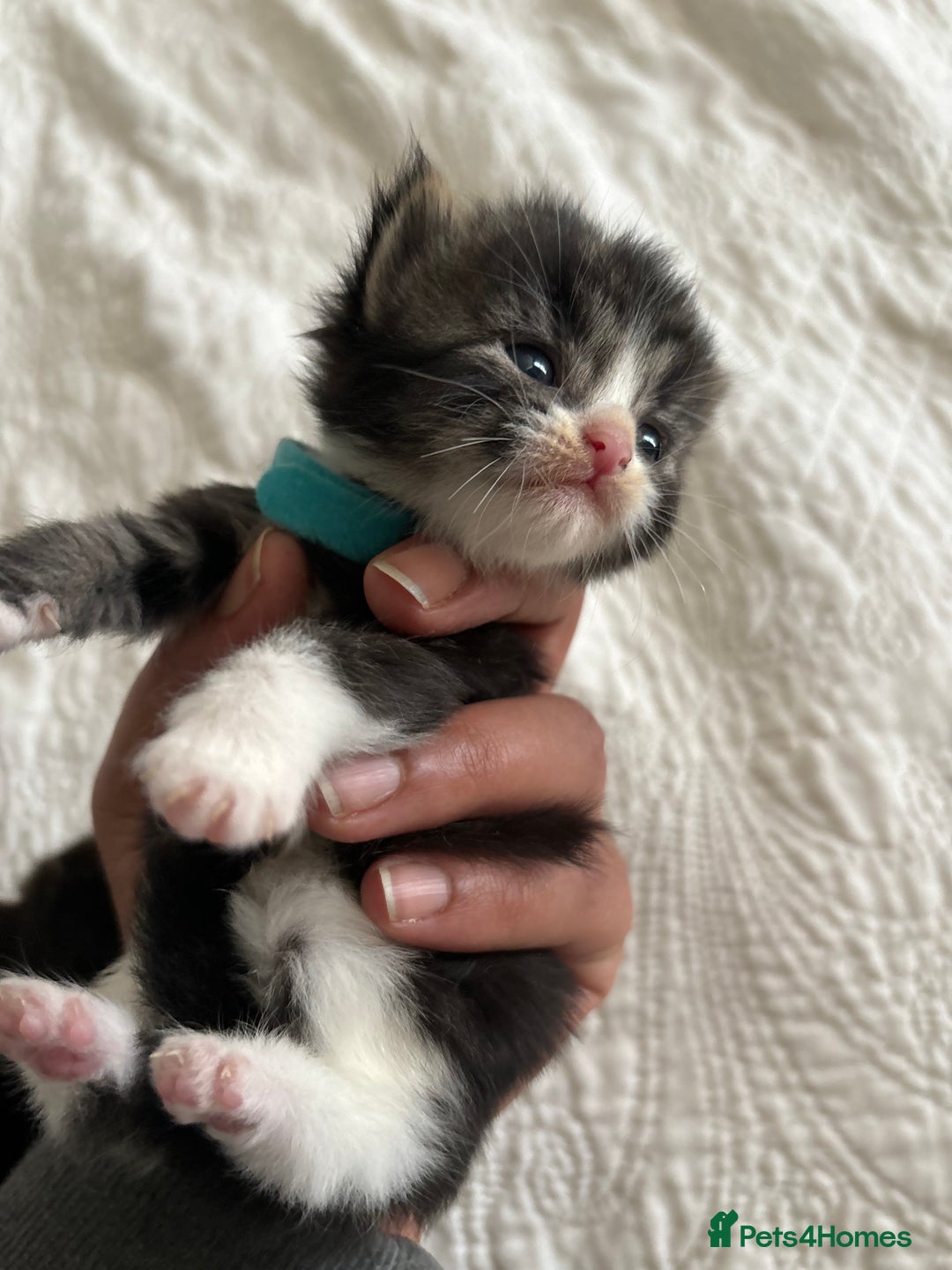 Maine Coon cats for sale: Adorable Kittens  - Image 8