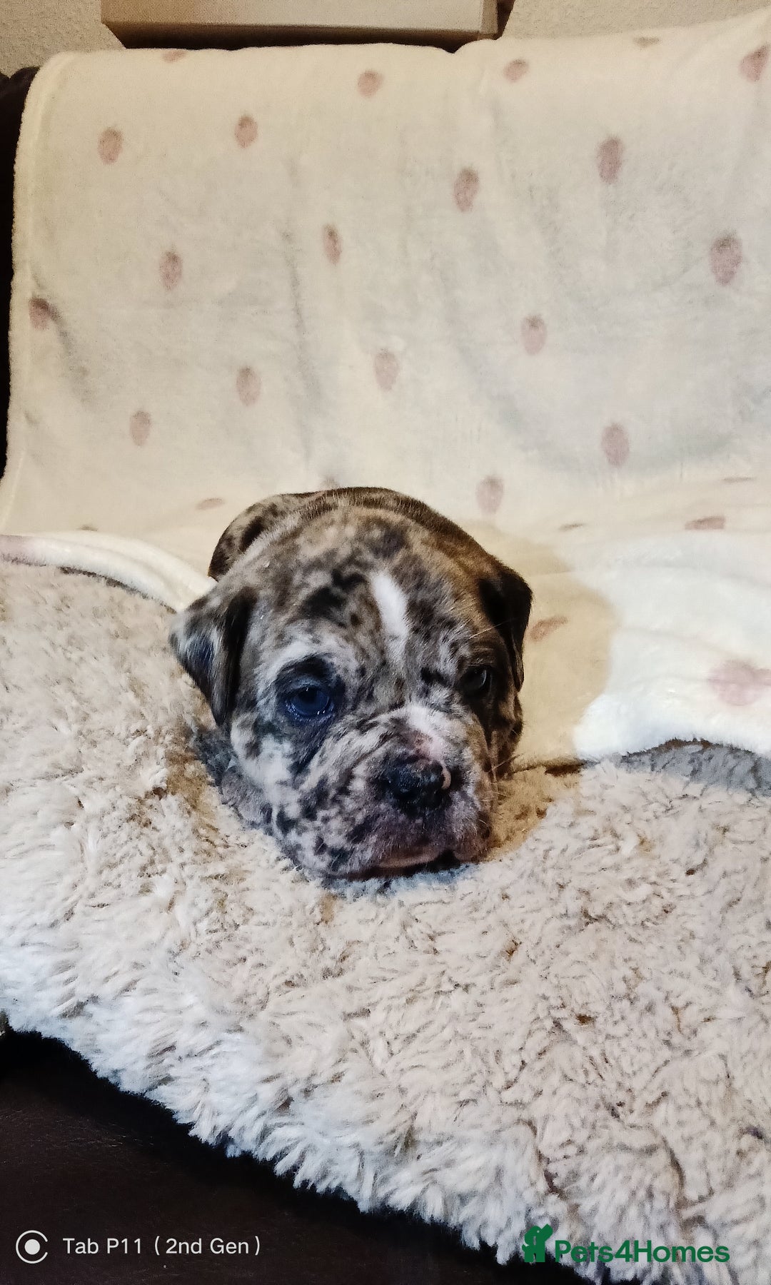 Olde English Bulldogge dogs for sale: Olde English bulldogge puppys - Advert 6