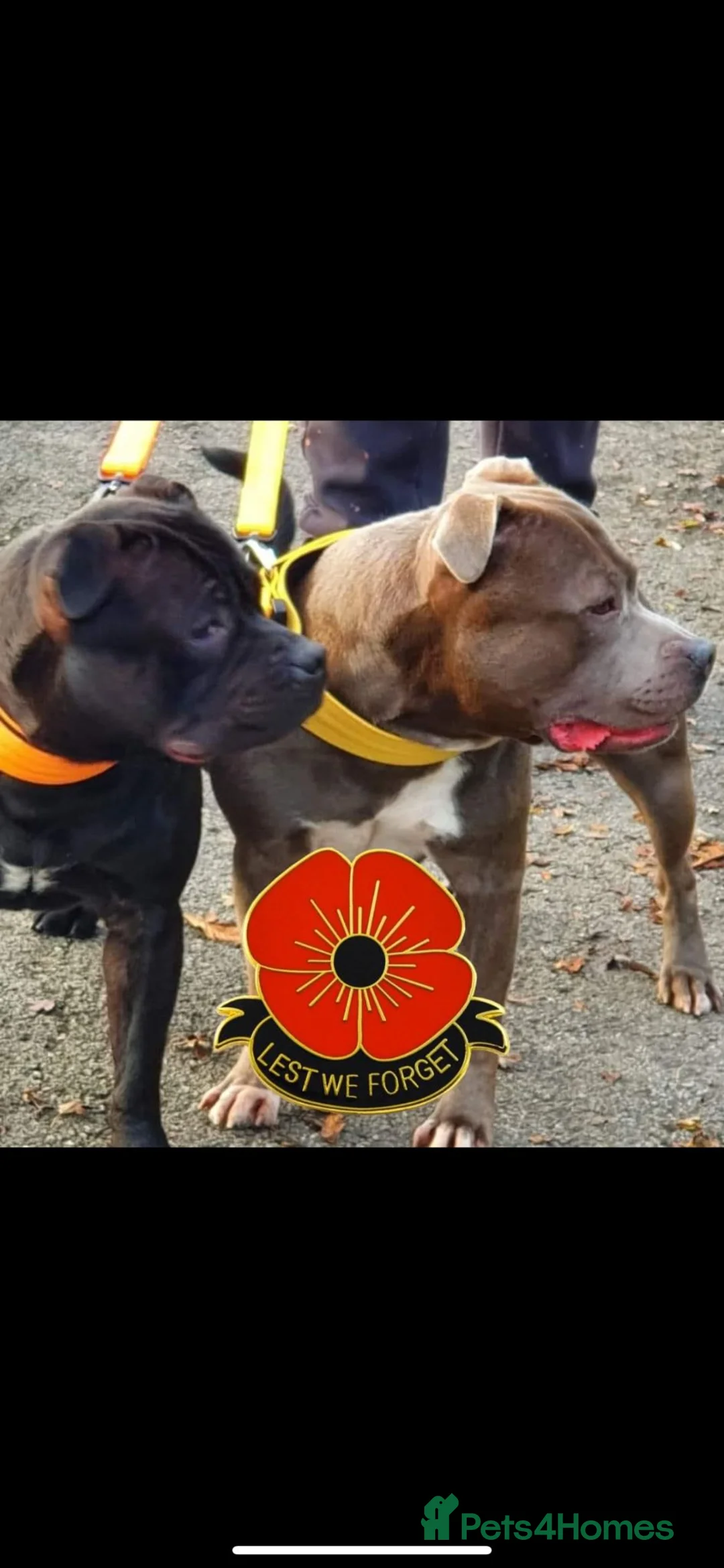 Staffordshire Bull Terrier dogs for stud: STORM FOR STUD in Newton Aycliffe - Advert 19