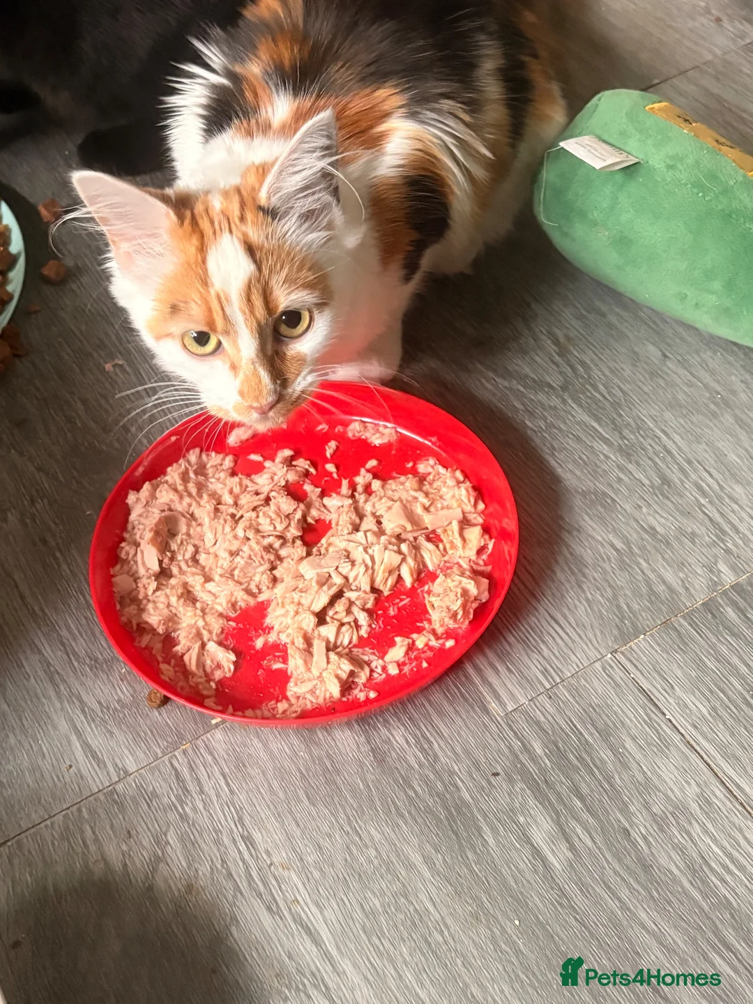 Mixed Breed cats for sale: Beautiful ginger and white kitten for rehoming  - Advert 2