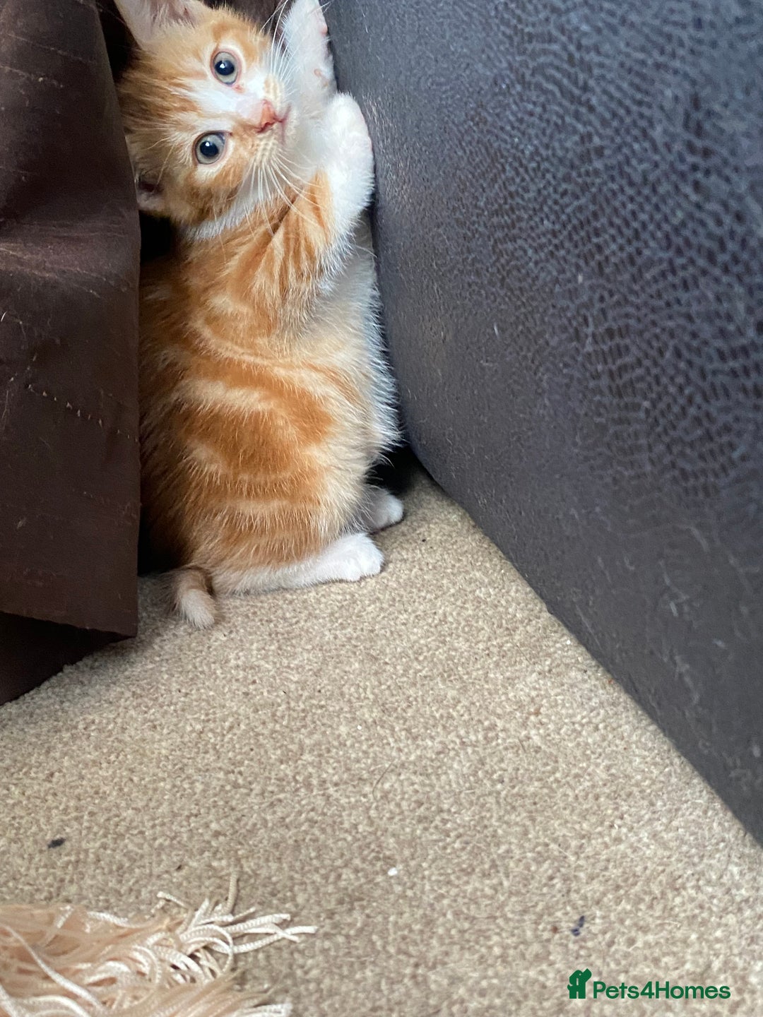 Mixed Breed cats for sale: 6 beautiful kittens  - Image 14