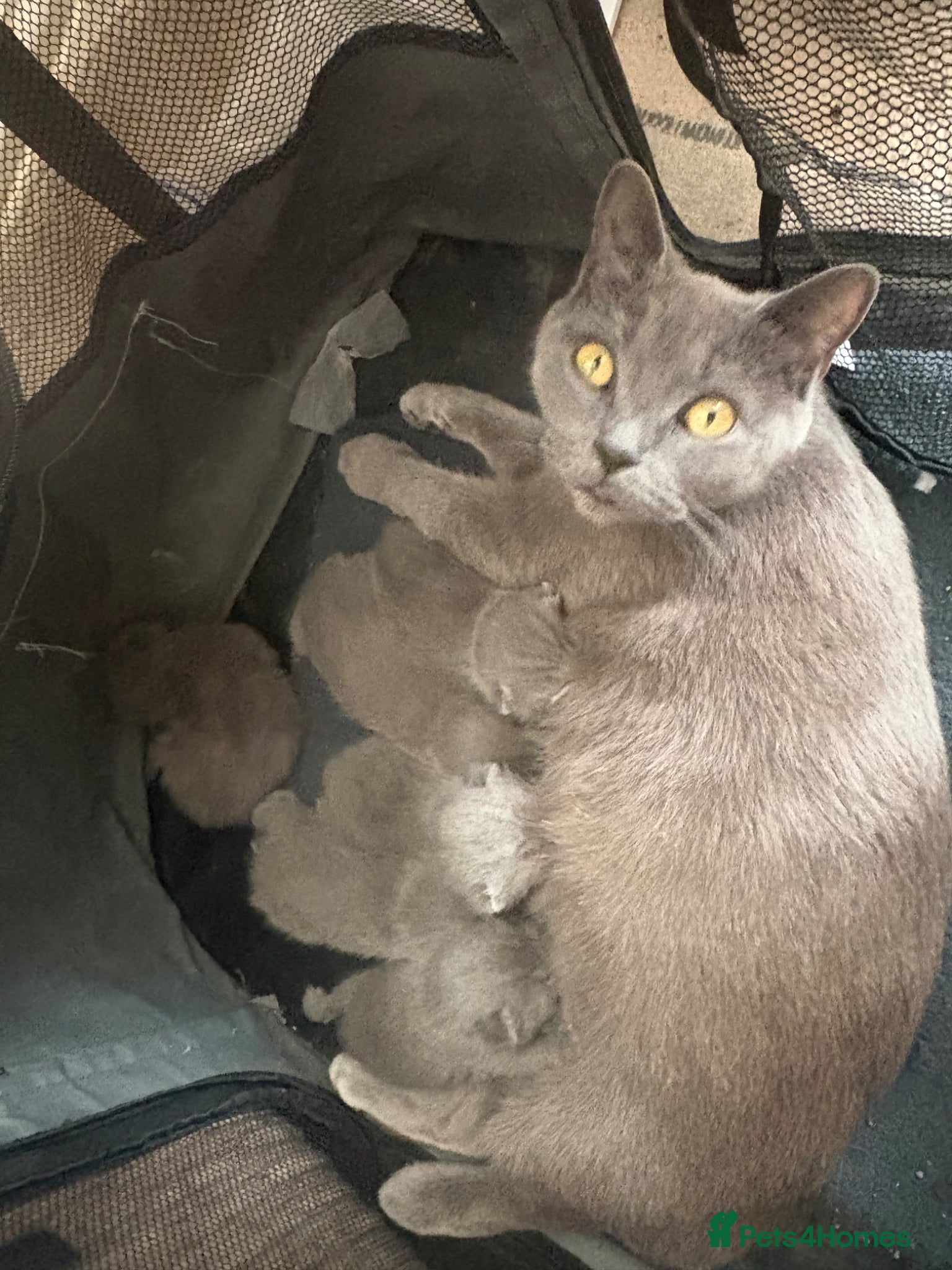 British Shorthair cats British Shorthair Kittens  - Advert 4