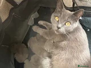 British Shorthair cats British Shorthair Kittens - Advert 4