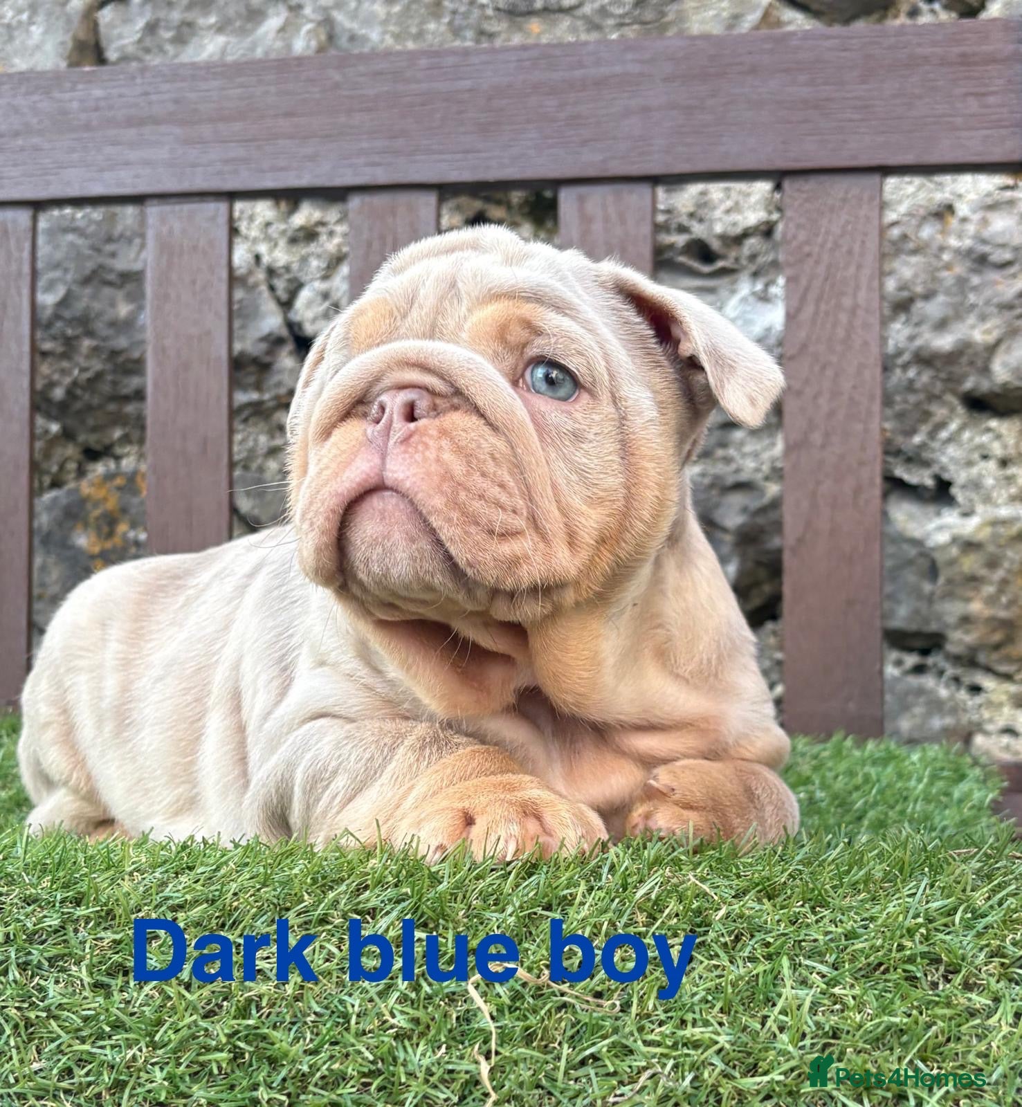 English Bulldog dogs Ready Tuesday! Outstanding Bulldog Puppies - Advert 3
