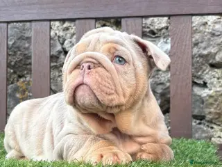 English Bulldog dogs Ready Tuesday! Outstanding Bulldog Puppies - Advert 3