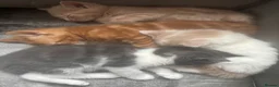 Mixed Breed cats for sale: Beautiful Cream Male Kitten  - Advert 2