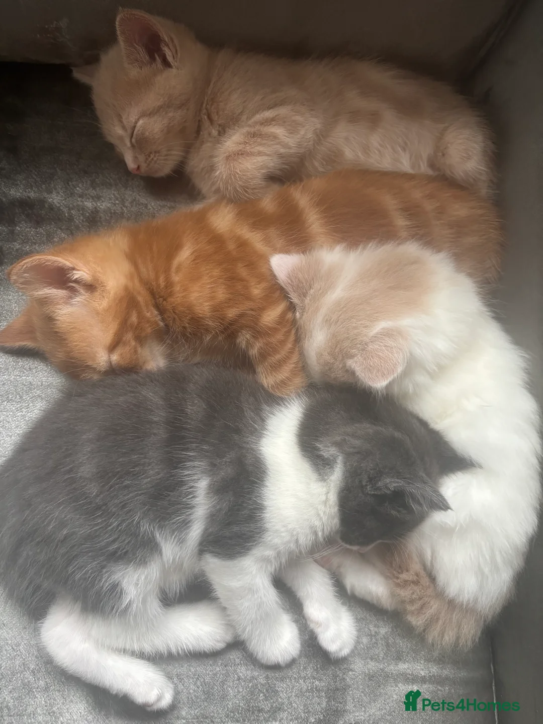 Mixed Breed cats for sale: Beautiful Cream Male Kitten  - Advert 2
