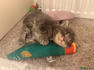 Maine Coon cats Pedigree maine coon kitten Casanova - Advert 17